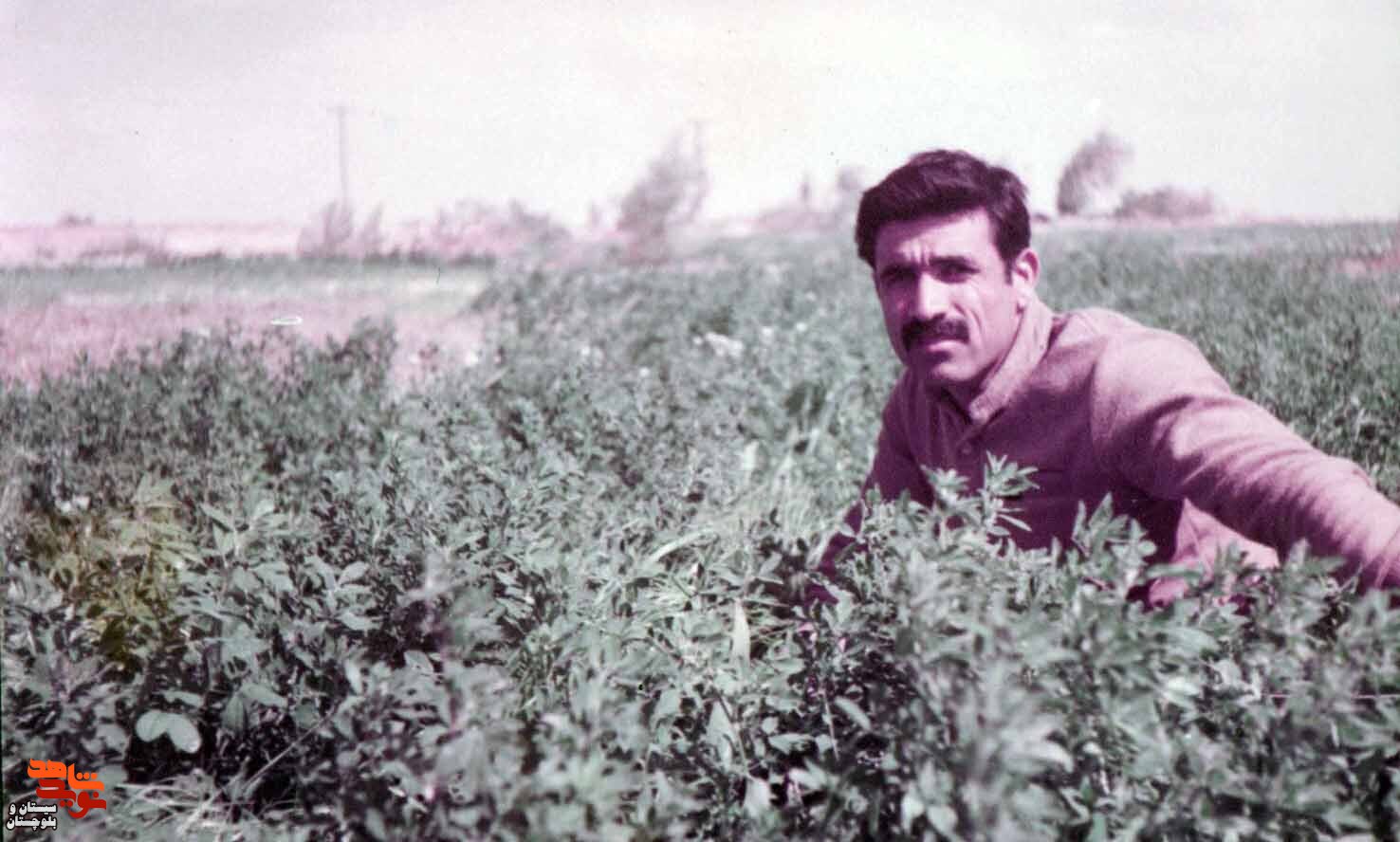 آلبوم تصاویر شهید«محمد باستانی» منتشر شد